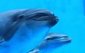 Όταν είδαν το θηλυκό δελφίνι να σκοτώνει το μικρό του, πάγωσαν – Μόλις όμως κατάλαβαν γιατί το έκανε, τους «σηκώθηκε η τρίχα» - Φωτογραφία 2