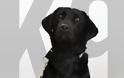 H CIA «απέλυσε» σκυλίτσα που ανίχνευε βόμβες και ο λόγος μας κάνει να αγαπήσουμε τα ζώα ακόμα περισσότερο! - Φωτογραφία 1
