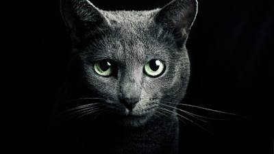 Οι γάτες προστατεύουν εσάς και το σπίτι σας από φαντάσματα και αρνητικά πνεύματα! - Φωτογραφία 1