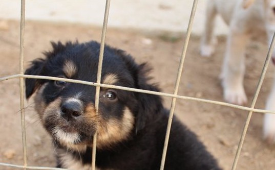 Greek Animal Rescue: Τα αδέσποτα της Αθήνας έρχονται στο CineDoc - Φωτογραφία 1