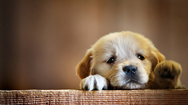 Κάτι θέλει να σας πει ο σκύλος σας όταν έχει αυτή τη λυπημένη έκφραση. - Φωτογραφία 1