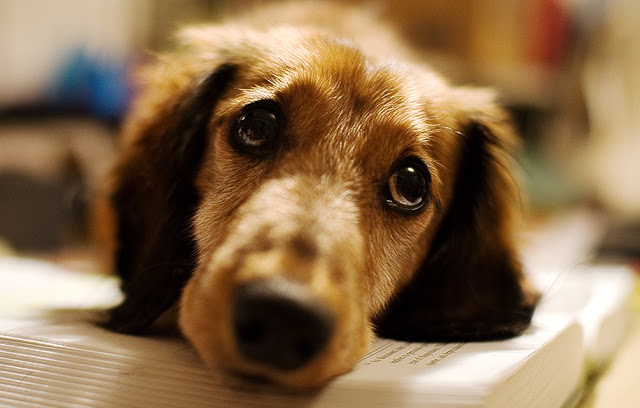 Κάτι θέλει να σας πει ο σκύλος σας όταν έχει αυτή τη λυπημένη έκφραση. - Φωτογραφία 3