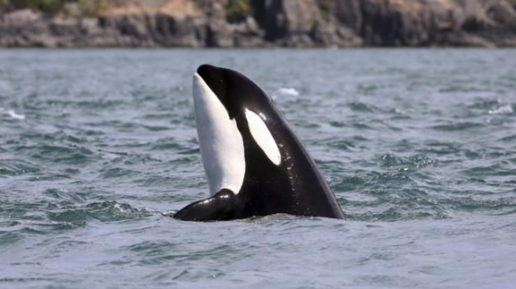 Τρόμος στα αβαθή: Φάλαινες – δολοφόνοι ορμούν σε κολυμβητές [video] - Φωτογραφία 1