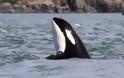 Τρόμος στα αβαθή: Φάλαινες – δολοφόνοι ορμούν σε κολυμβητές [video]