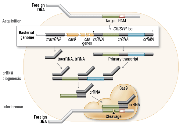 Crispr Cas9: Ένα μέλλον με υγιείς ανθρώπους, χωρίς ανίατες ασθένειες! - Φωτογραφία 2