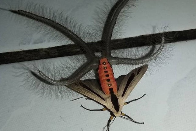Τρόμος: Εξωπραγματικό έντομο σπέρνει τον πανικό - Φωτογραφία 1