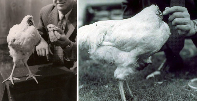 Η αληθινή ιστορία με τo ακέφαλο κοτόπουλο που έζησε δυο χρόνια χωρίς κεφάλι - Φωτογραφία 1