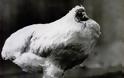 Η αληθινή ιστορία με τo ακέφαλο κοτόπουλο που έζησε δυο χρόνια χωρίς κεφάλι - Φωτογραφία 3