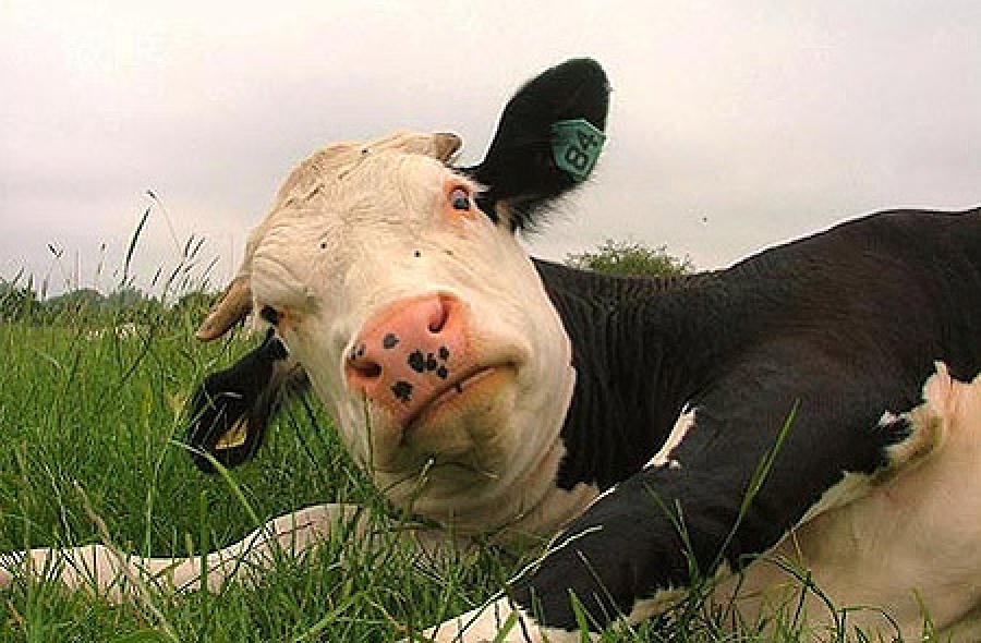 Τι σχέση έχουν οι αγελάδες με τα ζελεδάκια και τα... μαχητικά τζετ; - Φωτογραφία 1