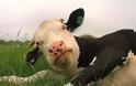 Τι σχέση έχουν οι αγελάδες με τα ζελεδάκια και τα... μαχητικά τζετ;