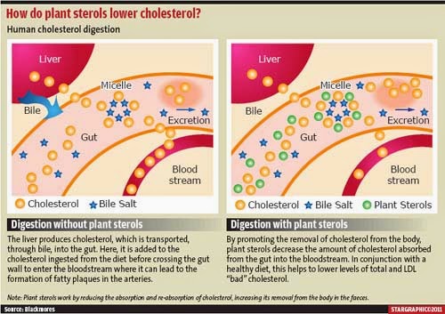 Στερόλες και στανόλες. Πώς μπορούν να ρίξουν την χοληστερίνη. Σε ποιες τροφές βρίσκονται; - Φωτογραφία 2
