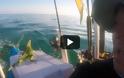 Η διάσωση ενός ιγκουάνα που έγινε viral [video]