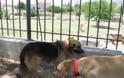 «Κωσταλέξι» ζώων στην Πάτρα – Σε άθλια κατάσταση σκυλιά στο υπόγειο του σπιτιού ηλικιωμένης