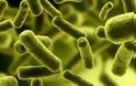 Λίπη που παράγουν τα Bacteroidetes ίσως συνδέονται με την αθηροσκλήρωση