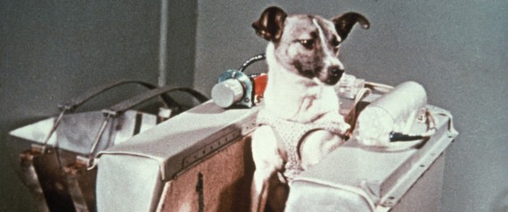 Η ιστορία της Laika του πρώτου σκυλιού που έφτασε στο διάστημα - Φωτογραφία 1