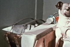 Η ιστορία της Laika του πρώτου σκυλιού που έφτασε στο διάστημα