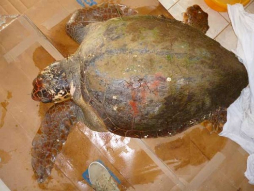 Αμβρακικός. Τραυματίζουν σκόπιμα τις χελώνες - Φωτογραφία 1