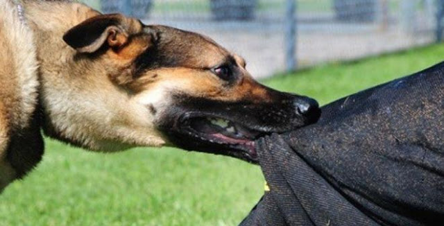 Αγρίνιο: Σκύλος «κατασπάραξε» αστυνομικό – Τον έστειλε στο νοσοκομείο με τραύματα στο λαιμό και το αυτί - Φωτογραφία 1