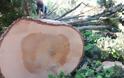 Λαμία: Θρήνος για 53χρονο οικογενειάρχη που καταπλακώθηκε από δέντρο