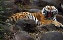 WWF: Κάθε χρόνο η άγρια ζωή συρρικνώνεται κατά 2%