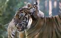 Πανικός σε ζωολογικό κήπο: Στα δόντια τίγρη βρέθηκε γυναίκα στη Ρωσία - Φωτογραφία 1