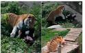 Πανικός σε ζωολογικό κήπο: Στα δόντια τίγρη βρέθηκε γυναίκα στη Ρωσία - Φωτογραφία 2