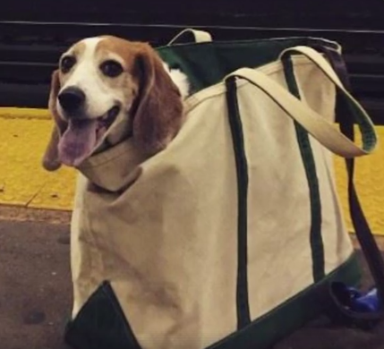 Το μετρό της Νέας Υόρκης απαγόρευσε τα σκυλιά, όμως εκείνα... - Φωτογραφία 2