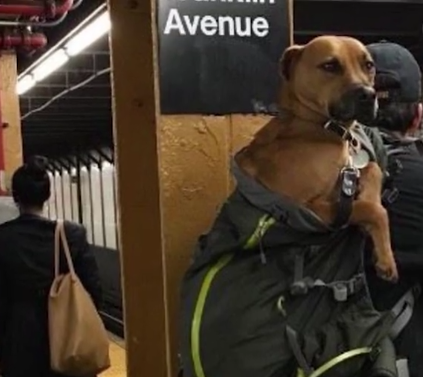 Το μετρό της Νέας Υόρκης απαγόρευσε τα σκυλιά, όμως εκείνα... - Φωτογραφία 3
