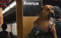 Το μετρό της Νέας Υόρκης απαγόρευσε τα σκυλιά, όμως εκείνα... - Φωτογραφία 3