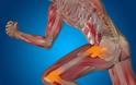 Οστεοκαλσίνη και φουρίνη: Τα οστά επηρεάζουν το μεταβολισμό