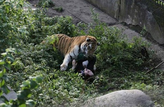 Τίγρης επιτέθηκε σε υπάλληλο ζωολογικού κήπου - Σοκάρουν οι εικόνες - Φωτογραφία 1