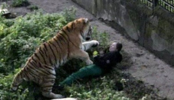 Τίγρης επιτέθηκε σε υπάλληλο ζωολογικού κήπου - Σοκάρουν οι εικόνες - Φωτογραφία 3