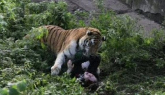 Τίγρης επιτέθηκε σε υπάλληλο ζωολογικού κήπου - Σοκάρουν οι εικόνες - Φωτογραφία 4