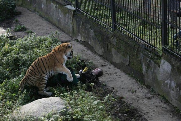 Τίγρης επιτέθηκε σε υπάλληλο ζωολογικού κήπου - Σοκάρουν οι εικόνες - Φωτογραφία 5