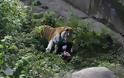 Τίγρης επιτέθηκε σε υπάλληλο ζωολογικού κήπου - Σοκάρουν οι εικόνες