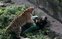 Τίγρης επιτέθηκε σε υπάλληλο ζωολογικού κήπου - Σοκάρουν οι εικόνες - Φωτογραφία 3