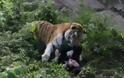 Τίγρης επιτέθηκε σε υπάλληλο ζωολογικού κήπου - Σοκάρουν οι εικόνες - Φωτογραφία 4
