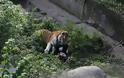 Τίγρης επιτέθηκε σε υπάλληλο ζωολογικού κήπου - Σοκάρουν οι εικόνες - Φωτογραφία 6