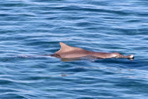 Κρήτη: Δελφίνι έκανε την βόλτα του στον Καράβολα - Φωτογραφία 1