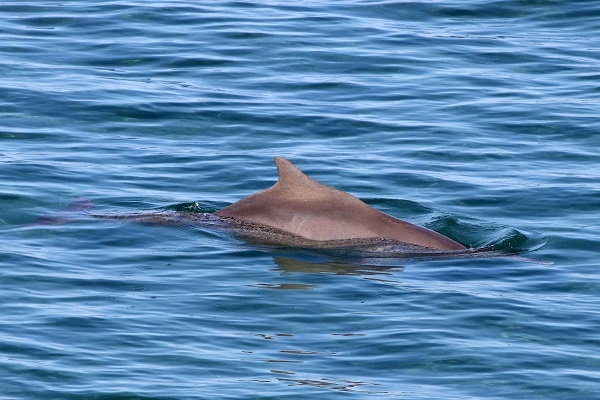 Κρήτη: Δελφίνι έκανε την βόλτα του στον Καράβολα - Φωτογραφία 2