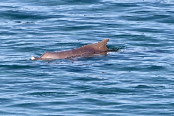 Κρήτη: Δελφίνι έκανε την βόλτα του στον Καράβολα - Φωτογραφία 4