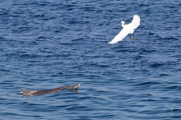 Κρήτη: Δελφίνι έκανε την βόλτα του στον Καράβολα - Φωτογραφία 5
