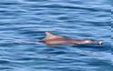 Κρήτη: Δελφίνι έκανε την βόλτα του στον Καράβολα - Φωτογραφία 1