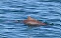 Κρήτη: Δελφίνι έκανε την βόλτα του στον Καράβολα - Φωτογραφία 2