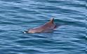 Κρήτη: Δελφίνι έκανε την βόλτα του στον Καράβολα - Φωτογραφία 3