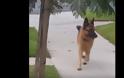Βίντεο: Σκύλος φρικάρει νομίζοντας ότι... έχασε το αφεντικό του