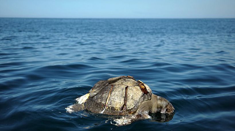 Ελ Σαλβαδόρ: Μυστήριο με εκατοντάδες νεκρές θαλάσσιες χελώνες - Φωτογραφία 1