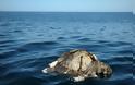 Ελ Σαλβαδόρ: Μυστήριο με εκατοντάδες νεκρές θαλάσσιες χελώνες