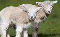 Πώς τα πρόβατα αναγνωρίζουν πρόσωπα ανθρώπων από φωτογραφίες [video]