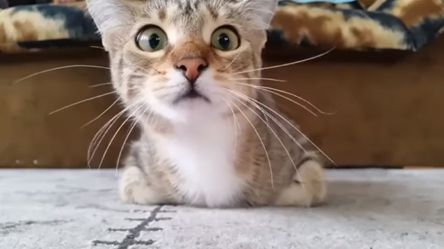 Όταν μια γάτα βλέπει … θρίλερ! Οι απίστευτες αντιδράσεις της! - Φωτογραφία 1